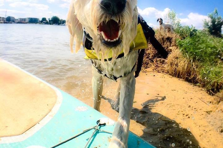 a dog sitting on a boat in the water