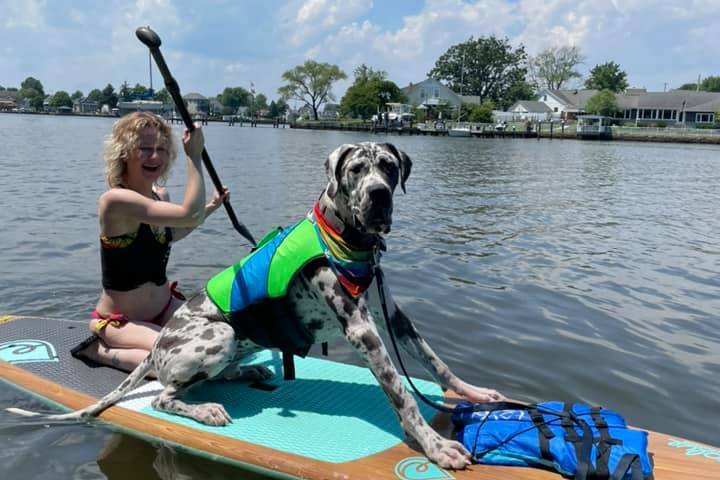 a dog swimming in a body of water