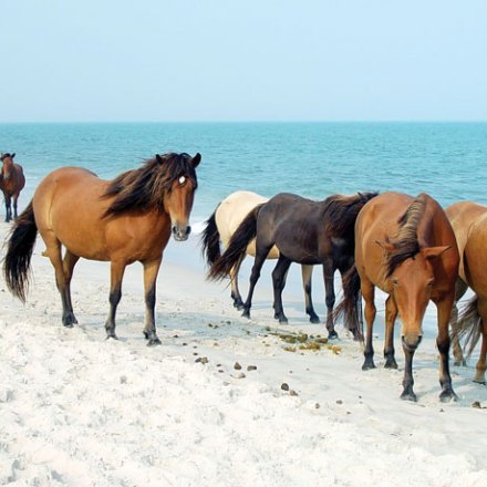 beach horses