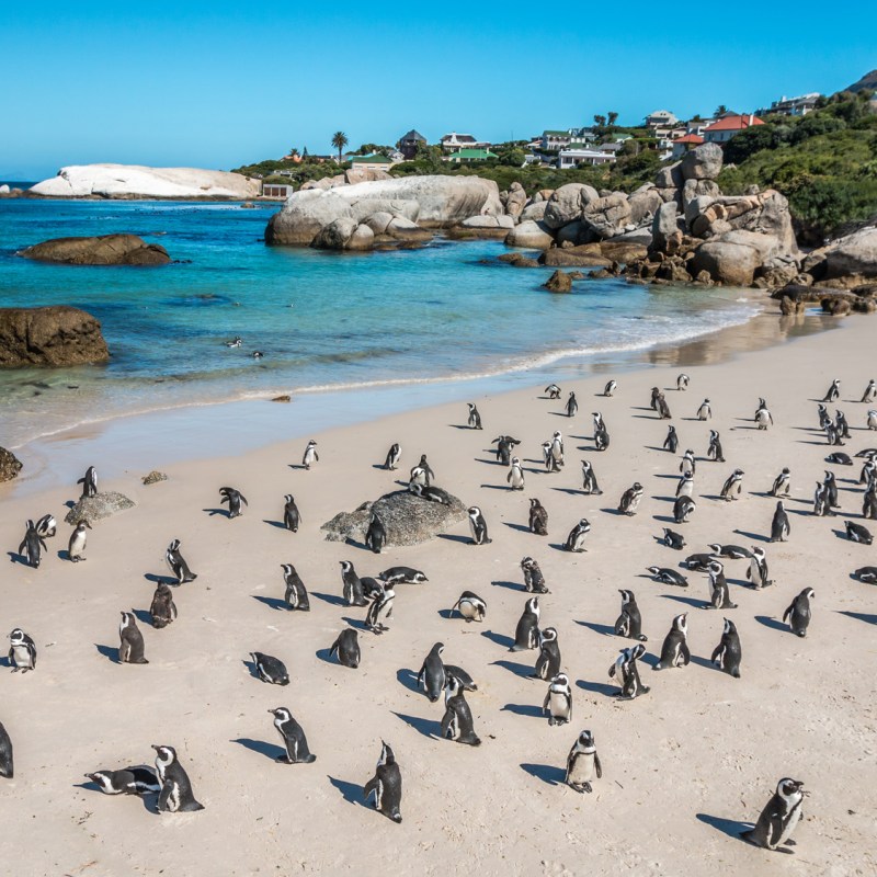 a flock of birds sitting on top of a sandy beach