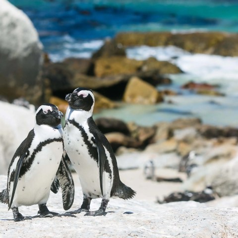 a penguin standing in the snow
