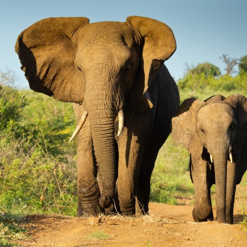 a small elephant standing on a lush green field