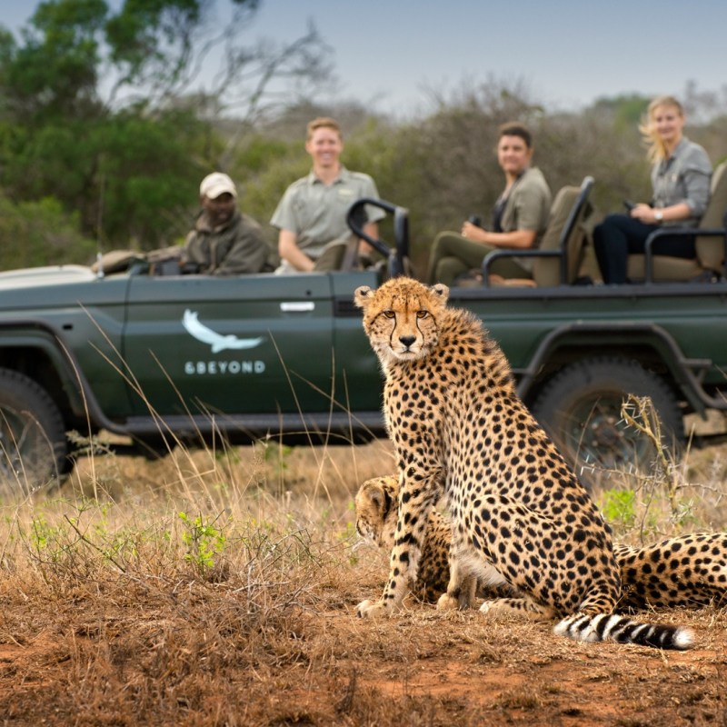 a cat lying on top of a dry grass field
