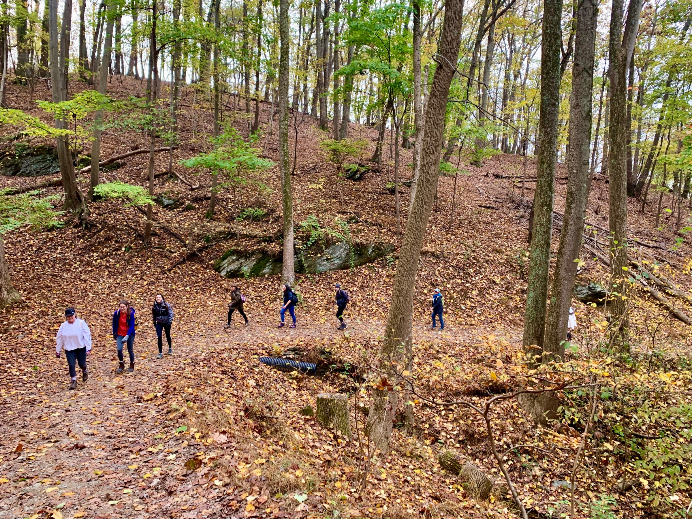 People hiking on a leaf-covered trail in a forest with tall trees.
