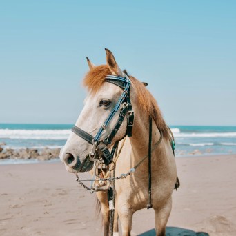A brown horse with a bridle stands on a sandy beach under a clear blue sky.