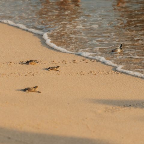 Baby turtles crawling on sandy beach towards the ocean waves.