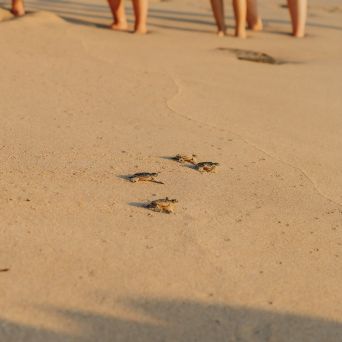 Tiny turtles on sandy beach with blurred human legs in the background.