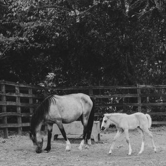 Black and white image of a horse and a foal in a paddock with trees in the background.