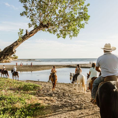 People riding horses along a beach path under a leaning tree near the ocean.